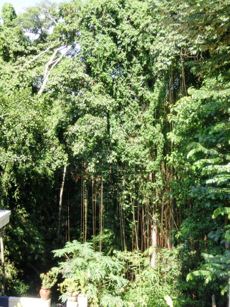 Latugu Homestay Ubud Zimmer foto