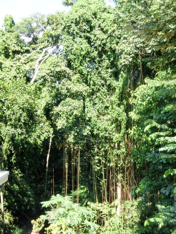 Latugu Homestay Ubud Exterior foto